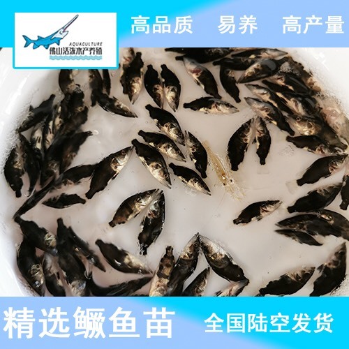 佛山 淡水养殖活体鱼苗批发 鳜鱼苗 桂花鱼苗 翘嘴鱼苗