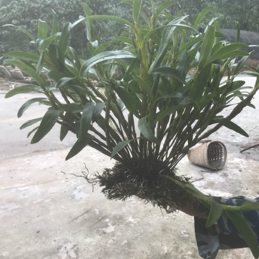 赤水市 赤水金钗石斛，天然，生长在大山上的石头上，饱经风霜，养生好