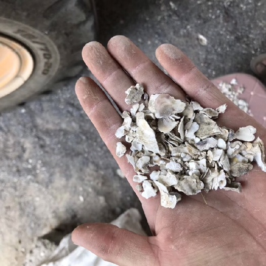 连云港贝壳粉  牡蛎片，制药厂用牡蛎片