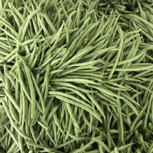 紫花四季豆  精品四季豆