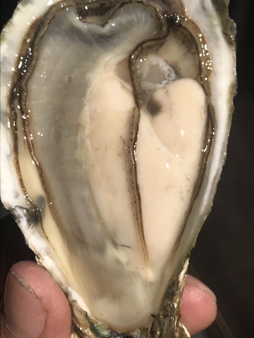  福建生蚝 牡蛎 海蛎 烧烤生蚝 高压锅生蚝