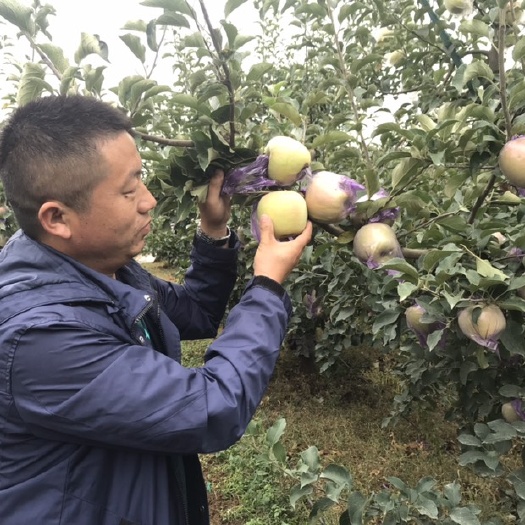 泰安苹果树苗 供应水蜜桃苹果苗1厘米嫁接苗基地