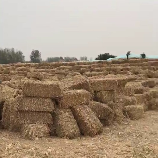 利辛县玉米秸秆 大量出售玉米桔杆