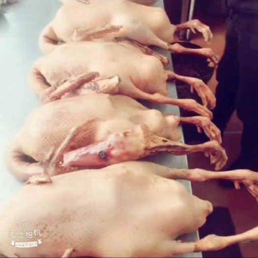 哈尔滨大白鹅  出售白条鹅，大鹅，鹅肉，铁锅炖