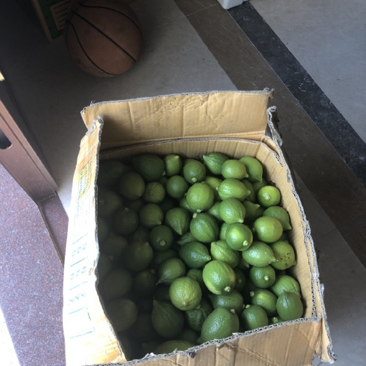 广州 新鲜香水青柠檬，自家果园现摘现发