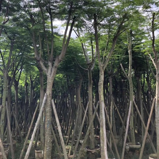 普宁市凤凰木