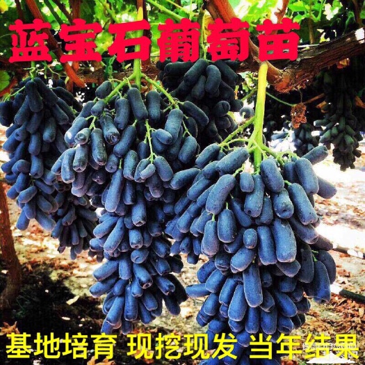 平邑县蓝宝石葡萄苗 纯正蓝宝石葡萄树苗 2-4年苗  基地直发 现挖卖 死苗补发