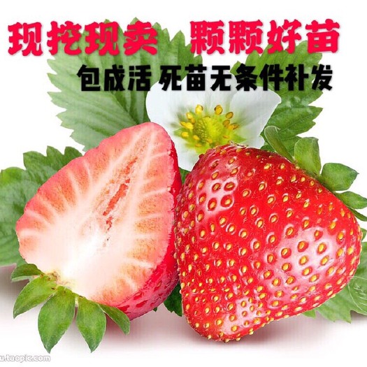 平邑县 新品种草莓苗，奶油，法兰地，妙香，红颜，四季等各种现挖现发苗