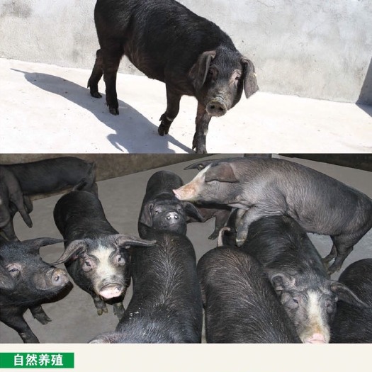  “多吃点”生态黑毛猪，自然养殖10个月以上，无任何禁用食物