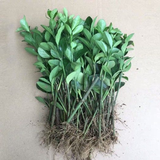 沭阳县 冬青苗黄杨苗小苗床苗