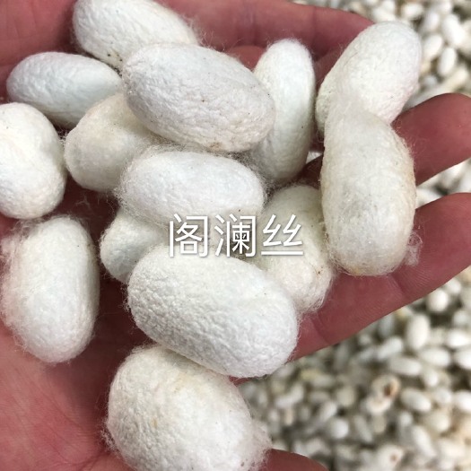 德清县桑蚕 从选茧到制作丝绵再到成品，我们都是亲力亲为