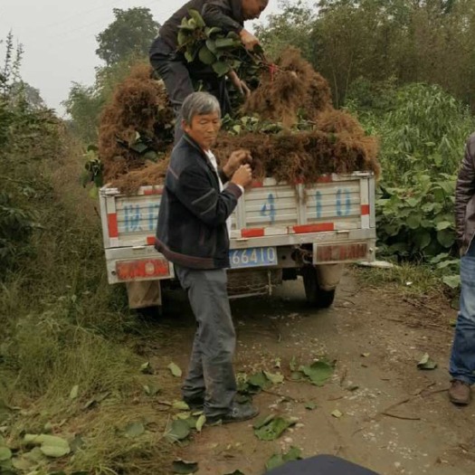周至县 陕西老农家有大量猕猴桃实生苗供应
