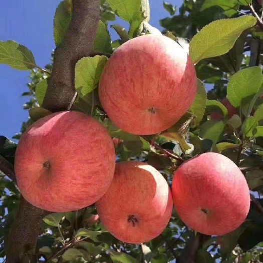 吉县 苹果，代发