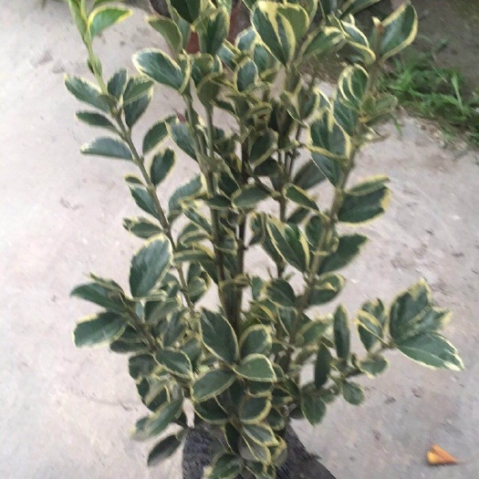 成都花叶万年青 不带盆
