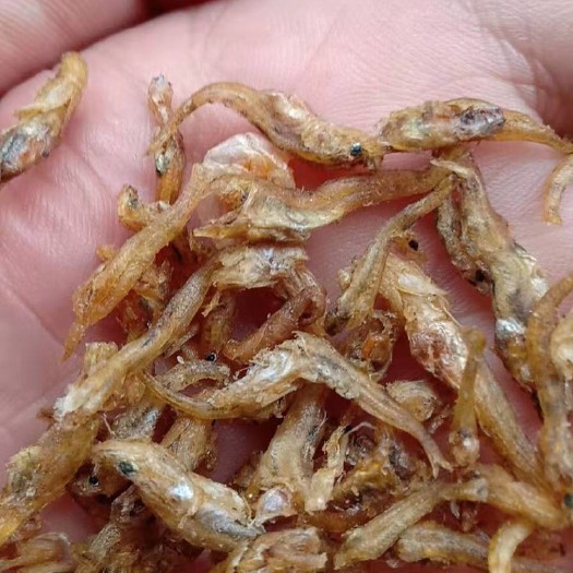 定南县沙丁鱼干 油烤小鱼干