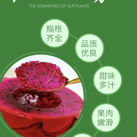 金都一号红心火龙果苗