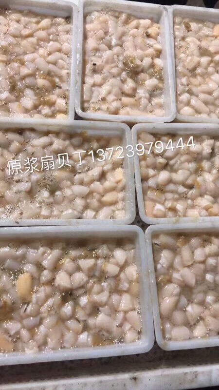 龙口市渤海扇贝 渤海湾原浆贝丁