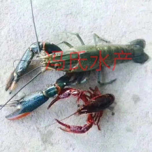 广州澳洲淡水小龙虾，澳洲龙虾，蓝龙，规格齐全，品质好，肉质饱满