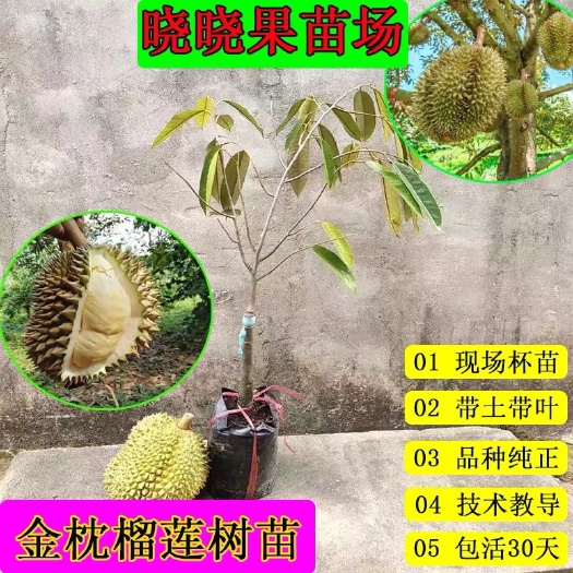 灵山县榴莲苗正宗嫁接金枕榴莲苗猫山王榴莲苗带土发货包邮