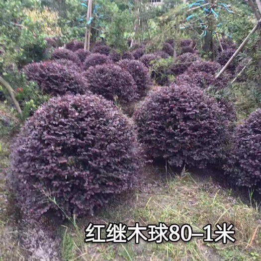 成都黑珍珠红继木 金边万年青