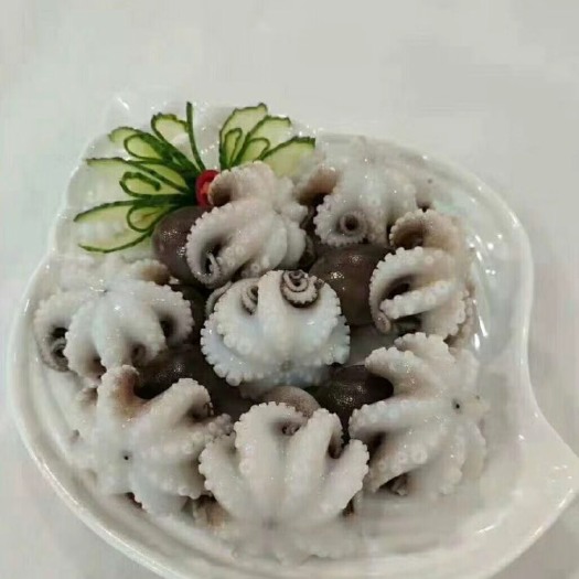 东山县八爪鱼