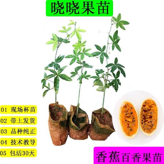 灵山县 新品种正宗嫁接香蕉百香果苗四季种植盆栽地栽都合适带土发货包