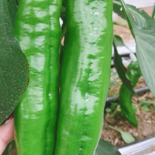 西昌市 优质辣椒，有需要的敬请订货，诚信经营，诚信做人