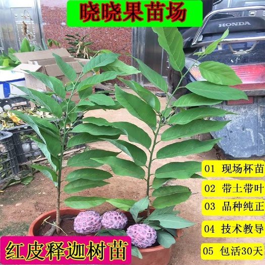 释迦果苗 新加坡红皮释迦苗今年种植明年开始结果盆栽地栽都可种植包邮