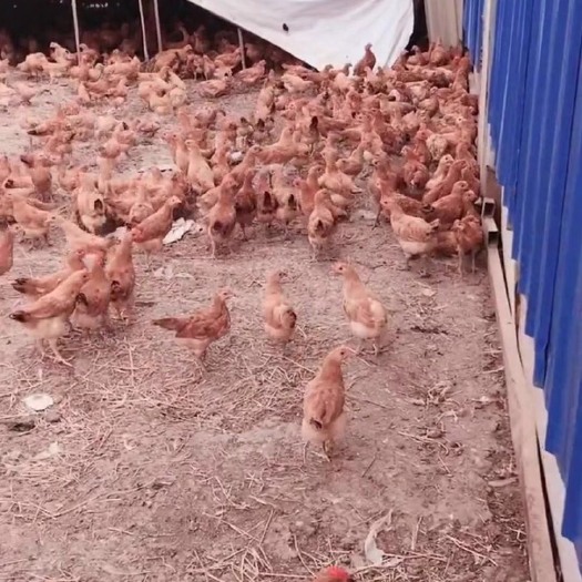沭阳县蛋鸡苗 统货