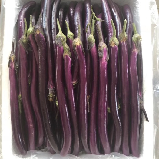 杭州 杭州蔬菜市场专业代销杭茄