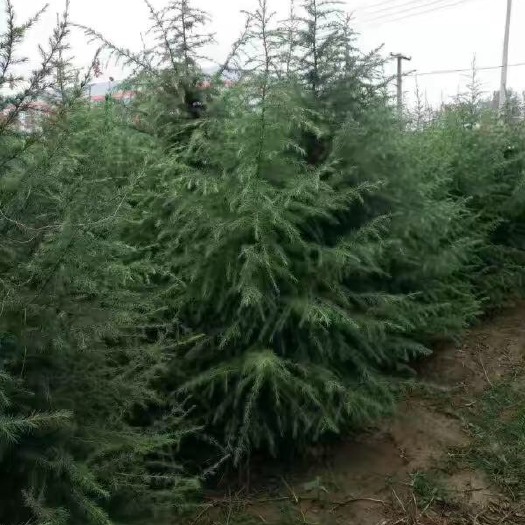 陆良县 大量供应雪松红豆杉