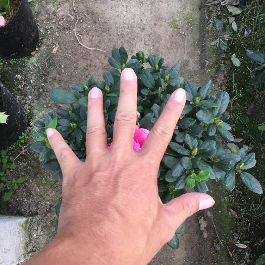 漳平市 比利时杜鹃