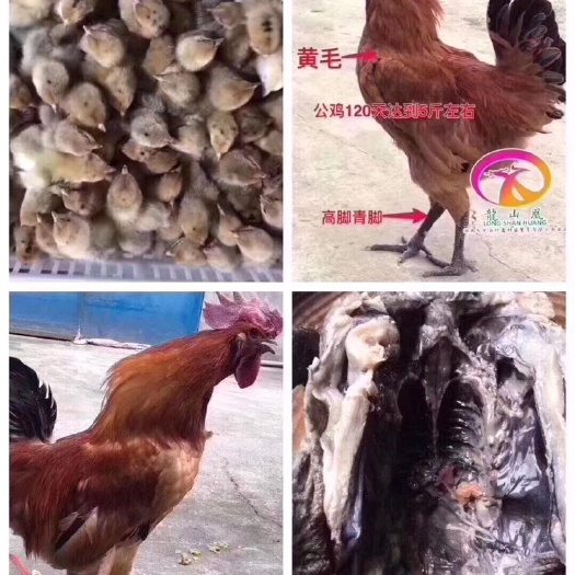 日照麻羽乌鸡苗 母