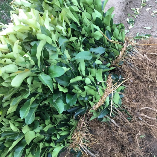 松滋市琯溪蜜柚苗  树苗品种纯，挂果个大