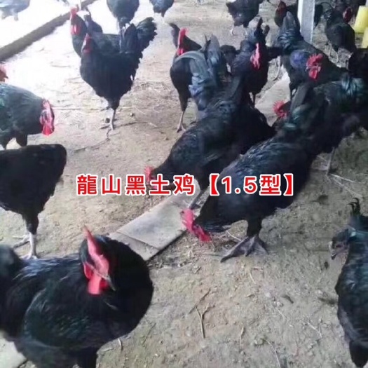 日照土鸡苗 公