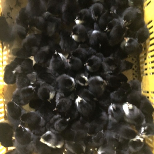 南宁五黑一绿鸡苗 统货
