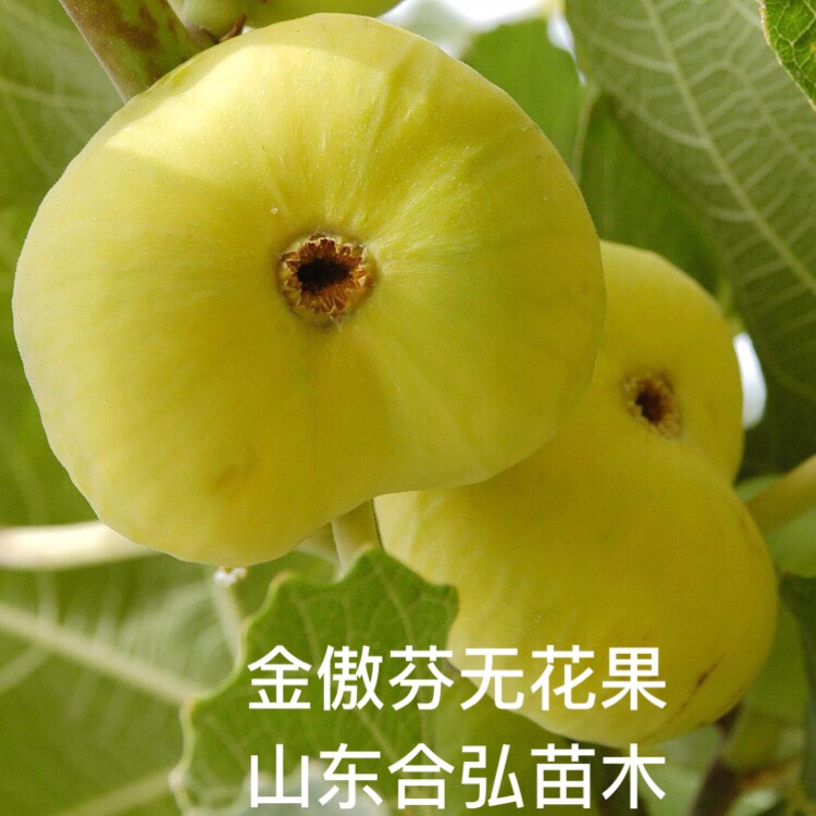 金傲芬無花果苗 保證現(xiàn)挖苗 保濕發(fā)貨 基地直銷