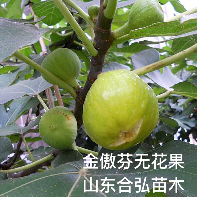 金傲芬無花果苗 保證現(xiàn)挖苗 保濕發(fā)貨 基地直銷