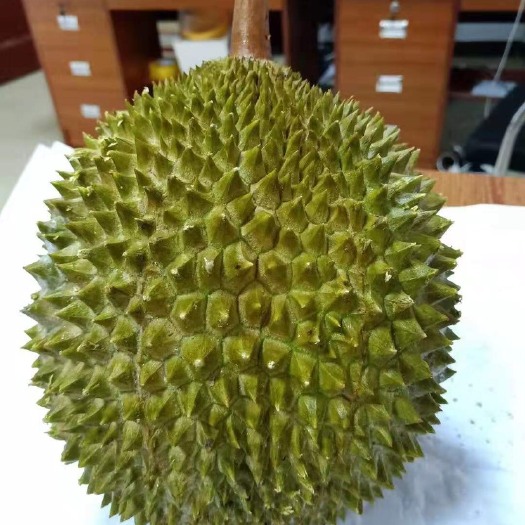 佛山猫山王榴莲D197 新柜到货 现货发售