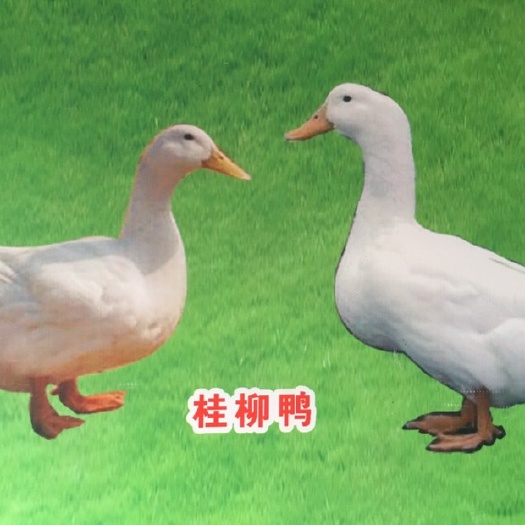 南宁正宗桂柳鸭苗  樱桃谷白鸭出壳苗