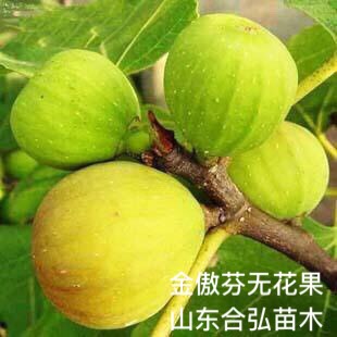 金傲芬無花果苗 保證現(xiàn)挖苗 保濕發(fā)貨 基地直銷