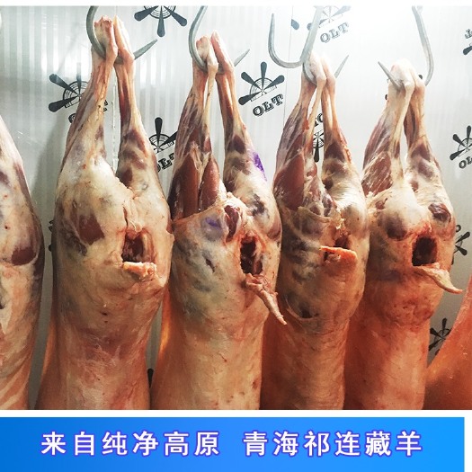 西宁藏羊肉 整只青海藏羊供应 每只三十斤左右 不肥不腻小羔羊全羊生鲜藏绵