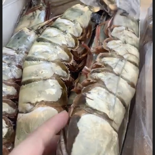 深圳印尼龙虾 印尼大虎虾