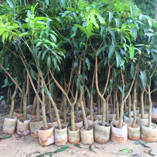 灵山县 广西芒果苗金煌 台农 凯特四季芒果树苗