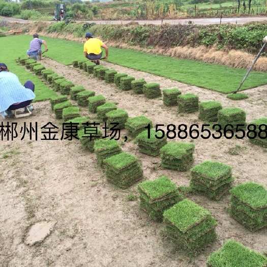 郴州马尼拉草皮