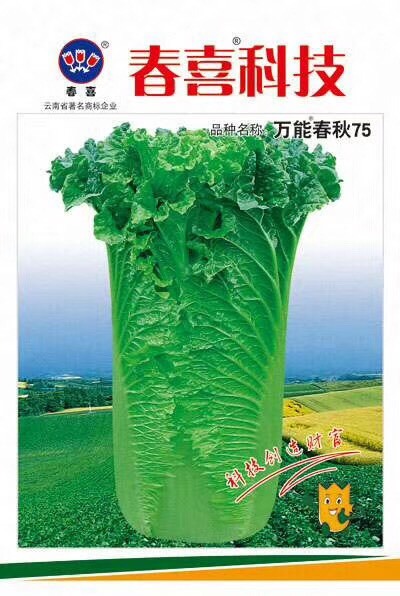 嵩明县大白菜种子 春秋75