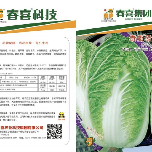 嵩明县大白菜种子 泰能绿健2号