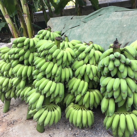  本地老品种粉蕉