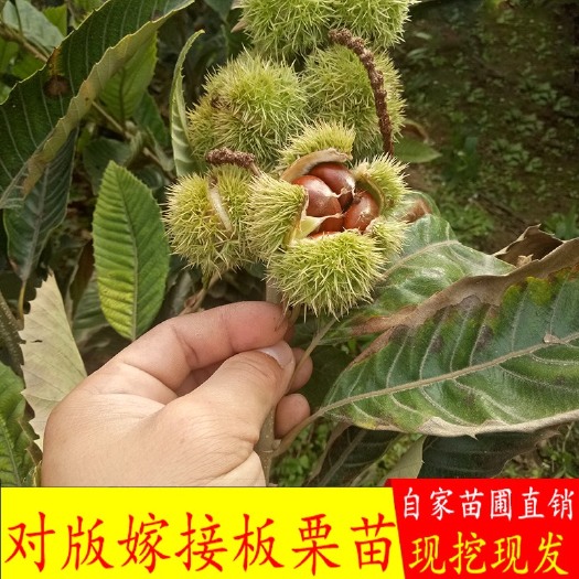 平邑县油栗苗  板栗树苗嫁接果苗南北方种植当年结果特大栗子树苗