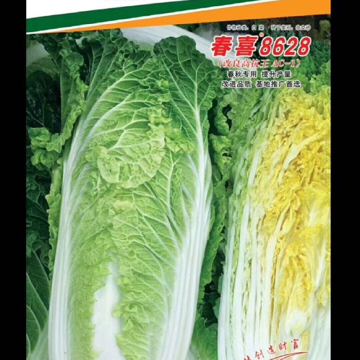 嵩明县大白菜种子 春喜8628（改良高抗王AC-1）